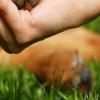 Keeping your dog’s paws in good health