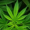 cannabis