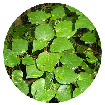 CYBERMEDLIFE.EU - HERBS CYBERMEDLIFE.EU - HERBS