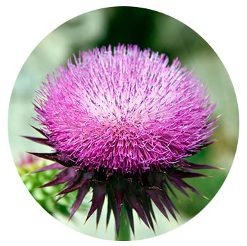 Milk Thistle