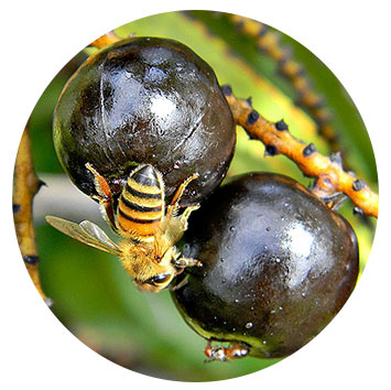 Saw Palmetto