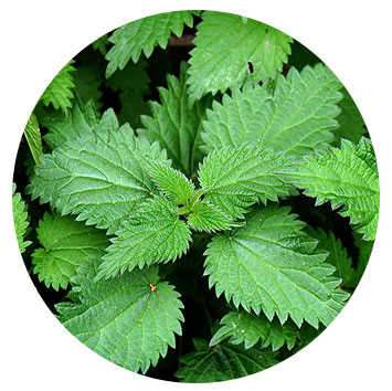 Stinging nettles