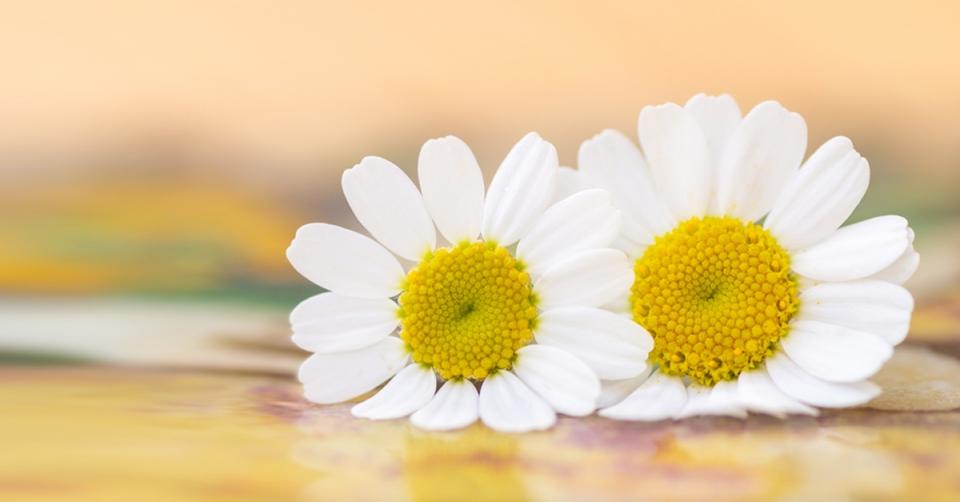 Feverfew compound killing leukaemia image 