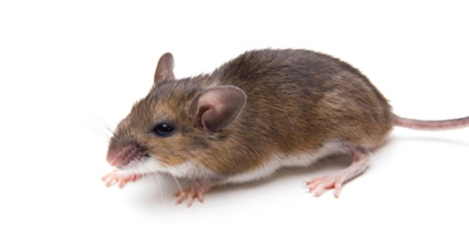 Lyme disease starts with a mouse, not the tick image 