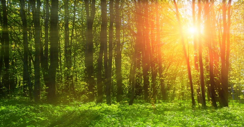 Forest bathing—it really can make you feel better image