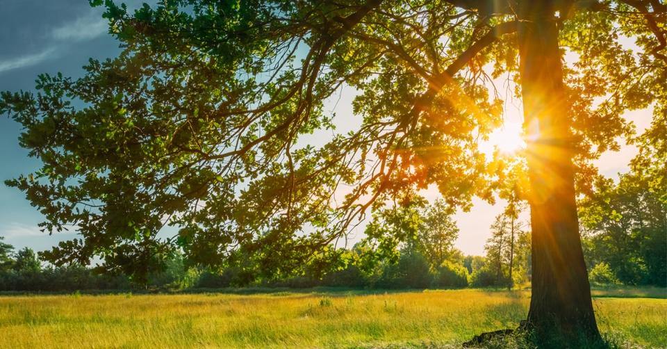 A little sun (and vit D supplements) help you survive cancer image 