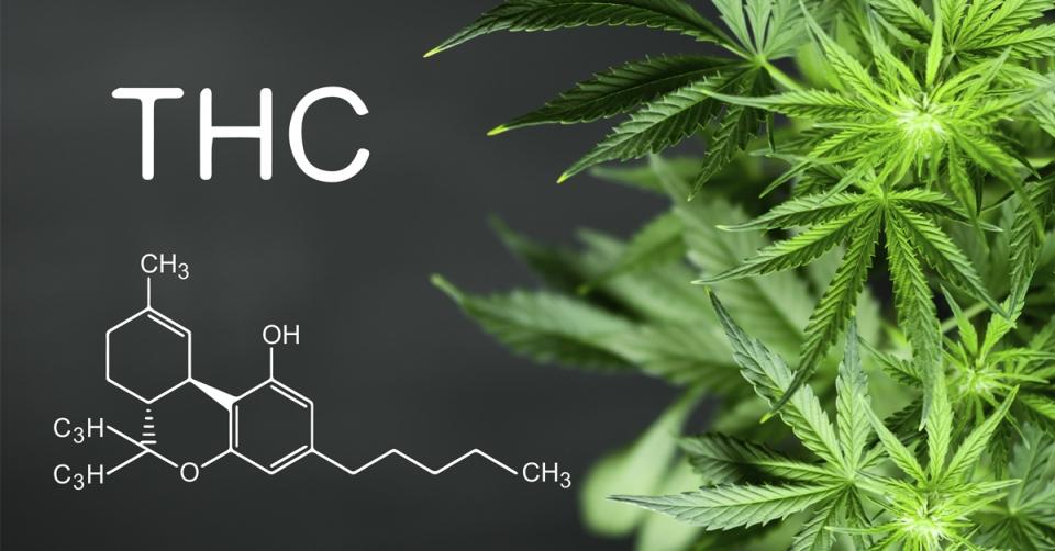 Getting high and well: it's the THC in cannabis that matters the most image 