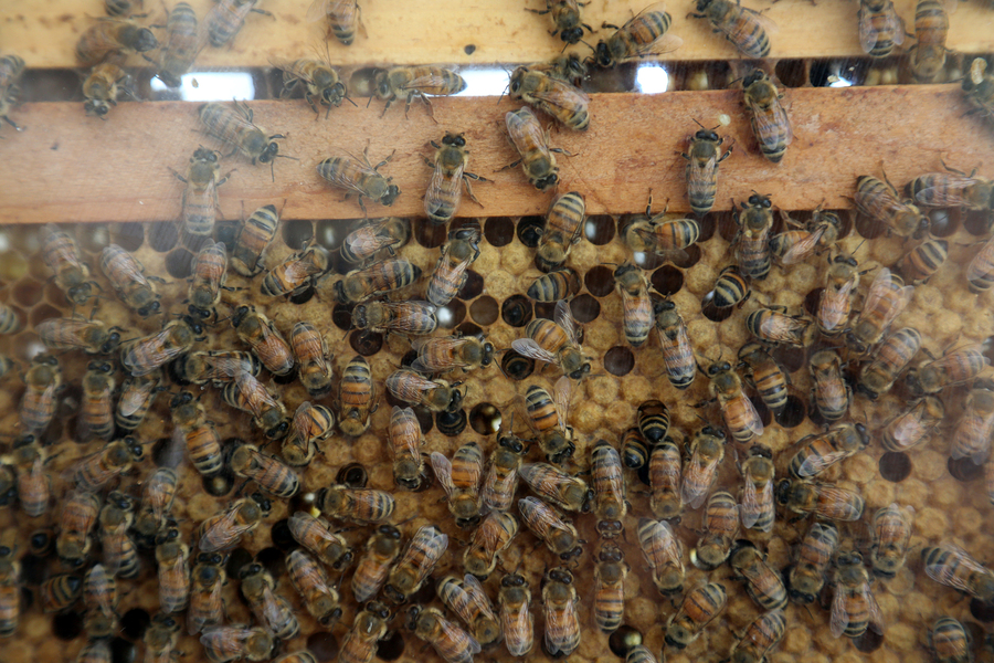 To fight bee die-off Virginia now offering all citizens their own beehives