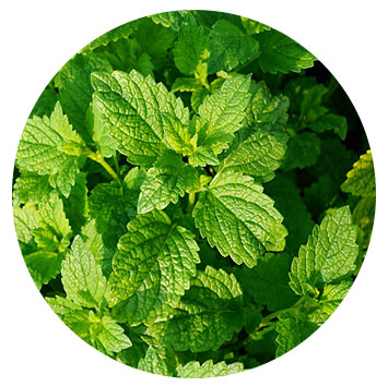 peppermint