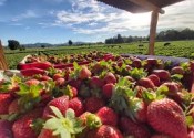 Microplastics in fruit and vegetables, the discovery of the University of Catania