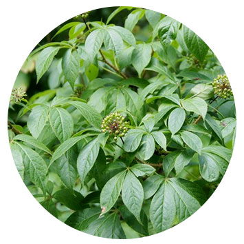 siberian ginseng