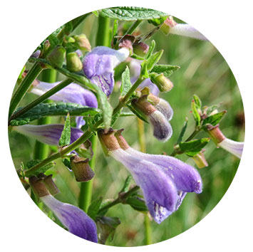 skullcap