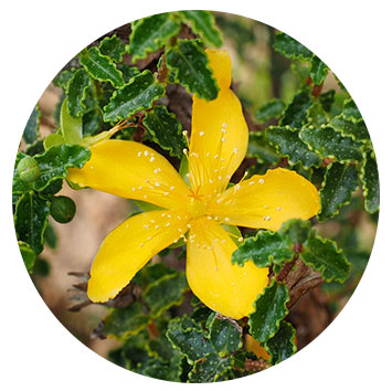 st johns wort