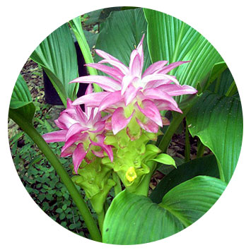 turmeric