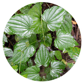 wild yam