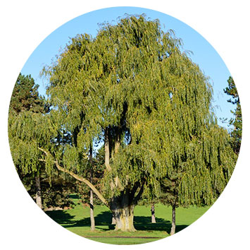 willow bark