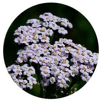 yarrow